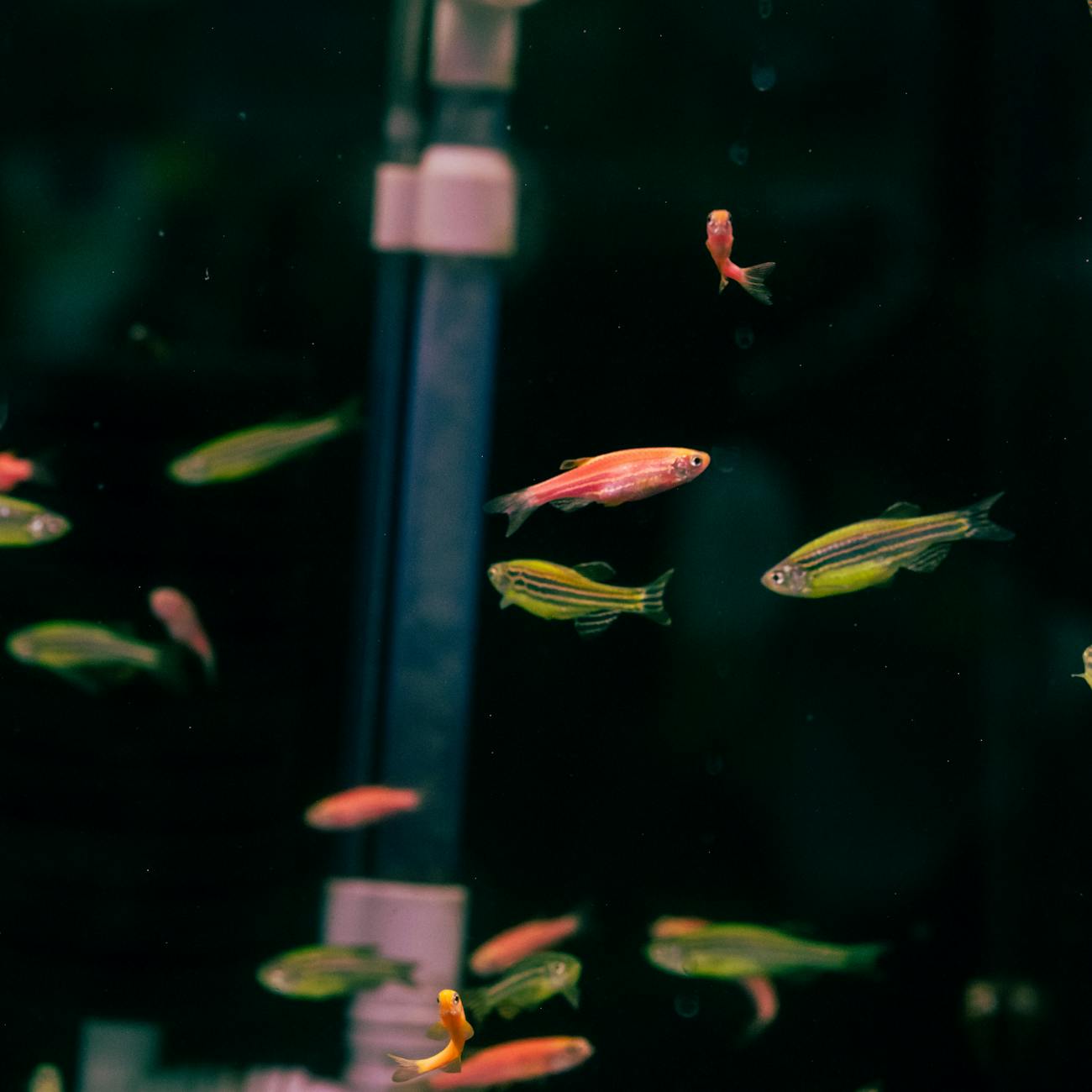 Marine Invertebrates Care