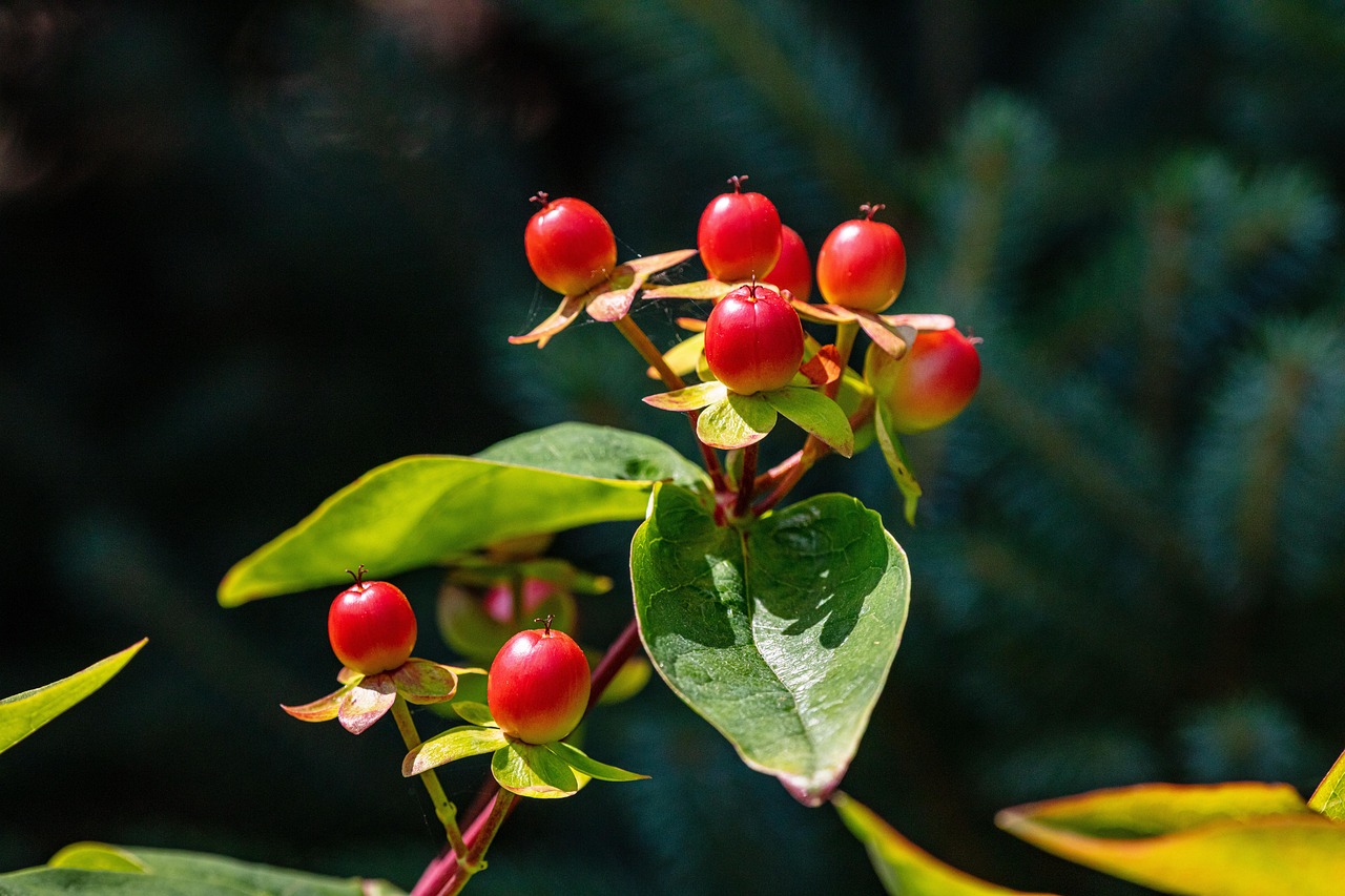 Herbal Remedies for Musculoskeletal Disorders in Rabbits