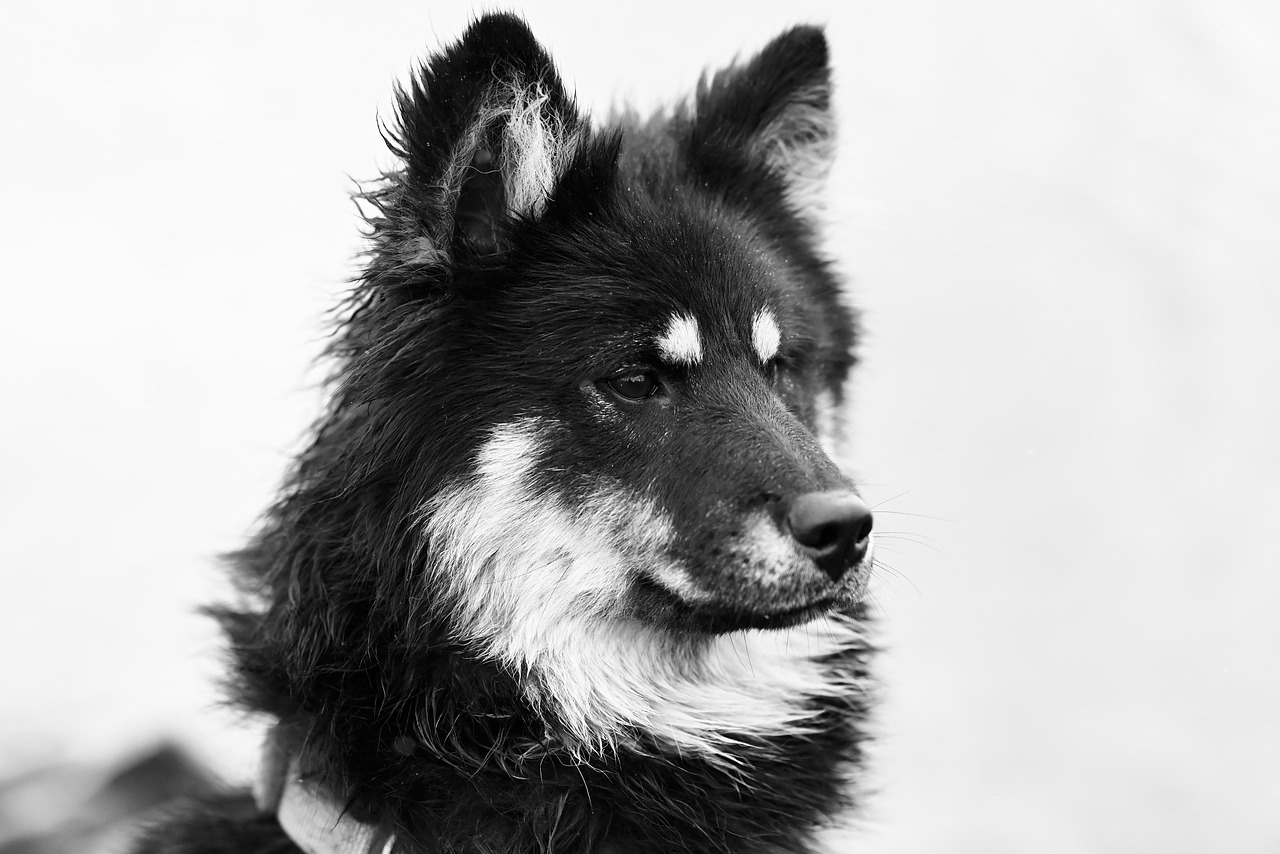 Canine Client Relations