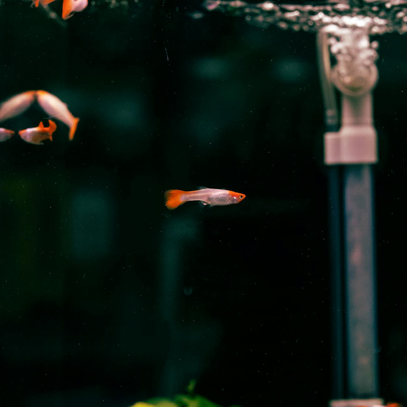 Aquarium Plant Care