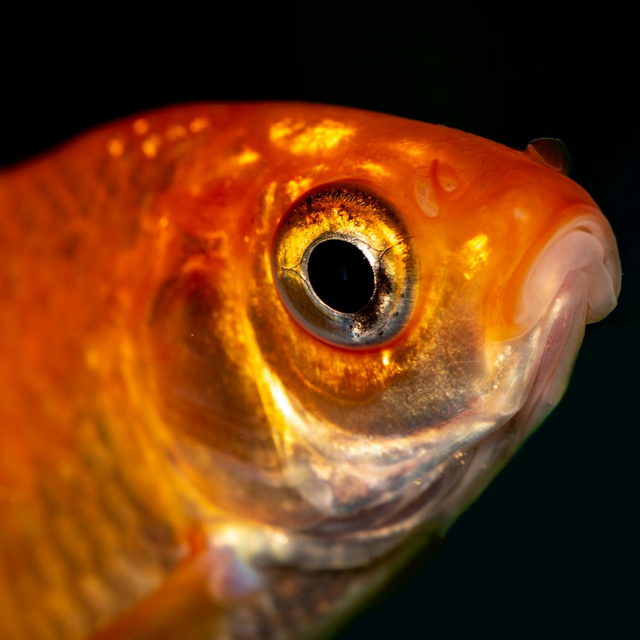 Aquarium Fish Disease Prevention