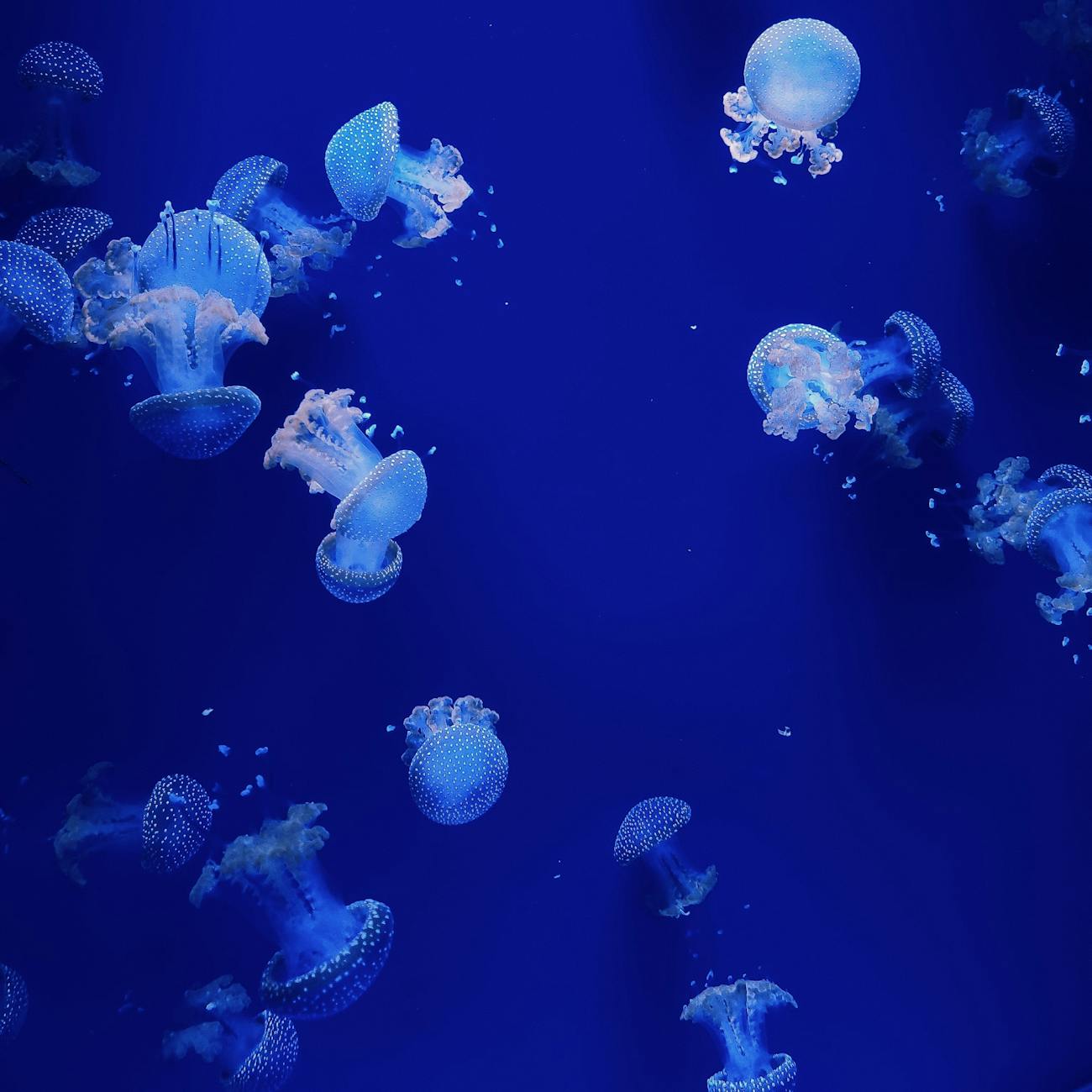 Aquarium Feeding and Nutrition.