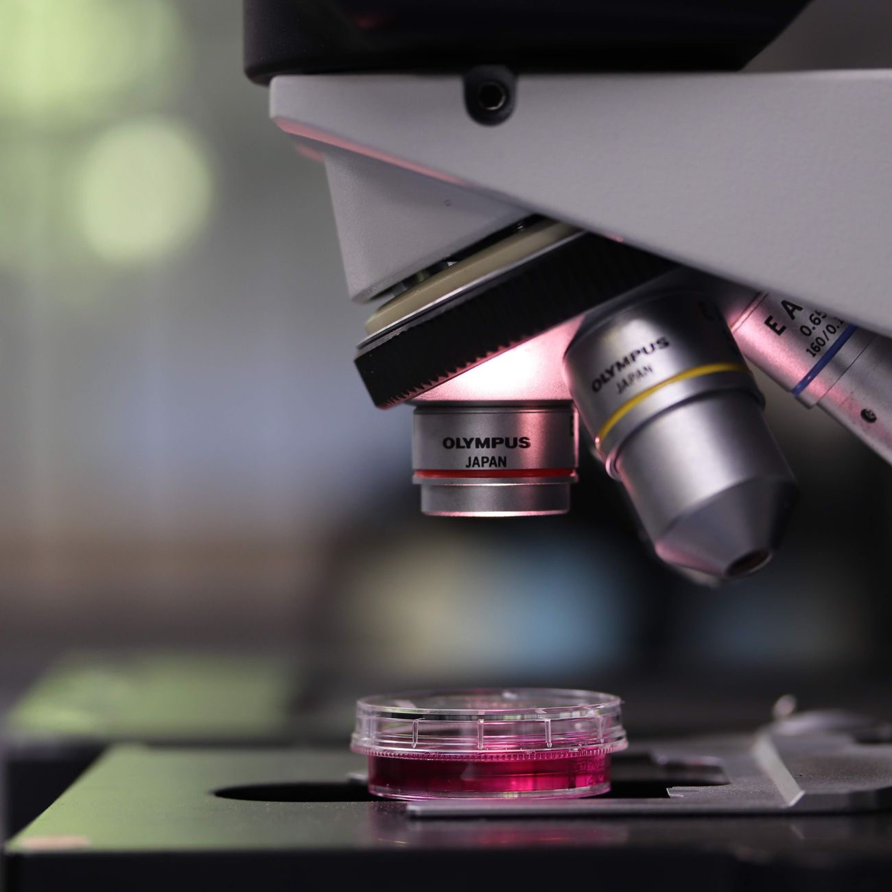 Regulatory Strategies for Genomic Product Development