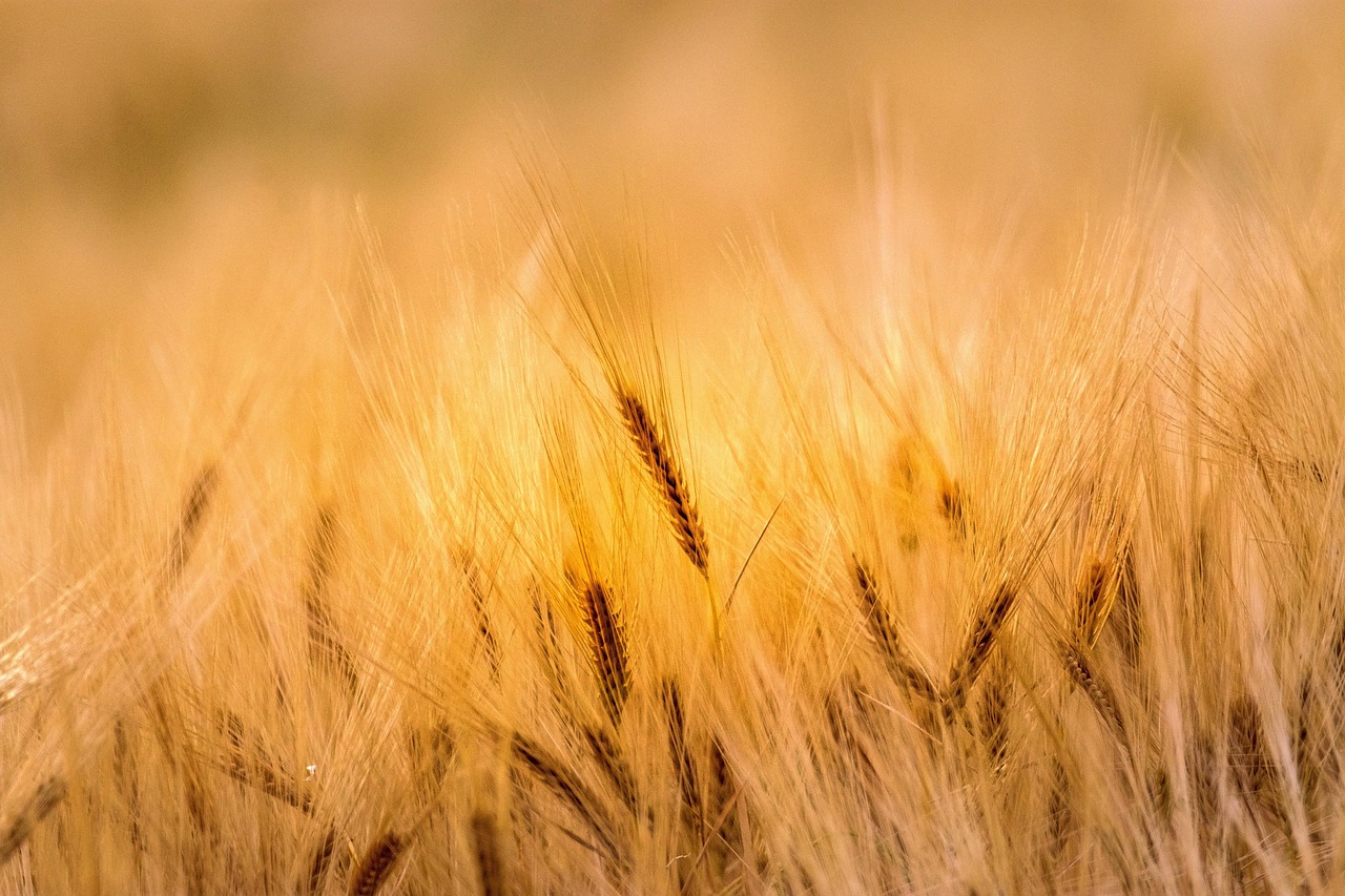 Yield Farming