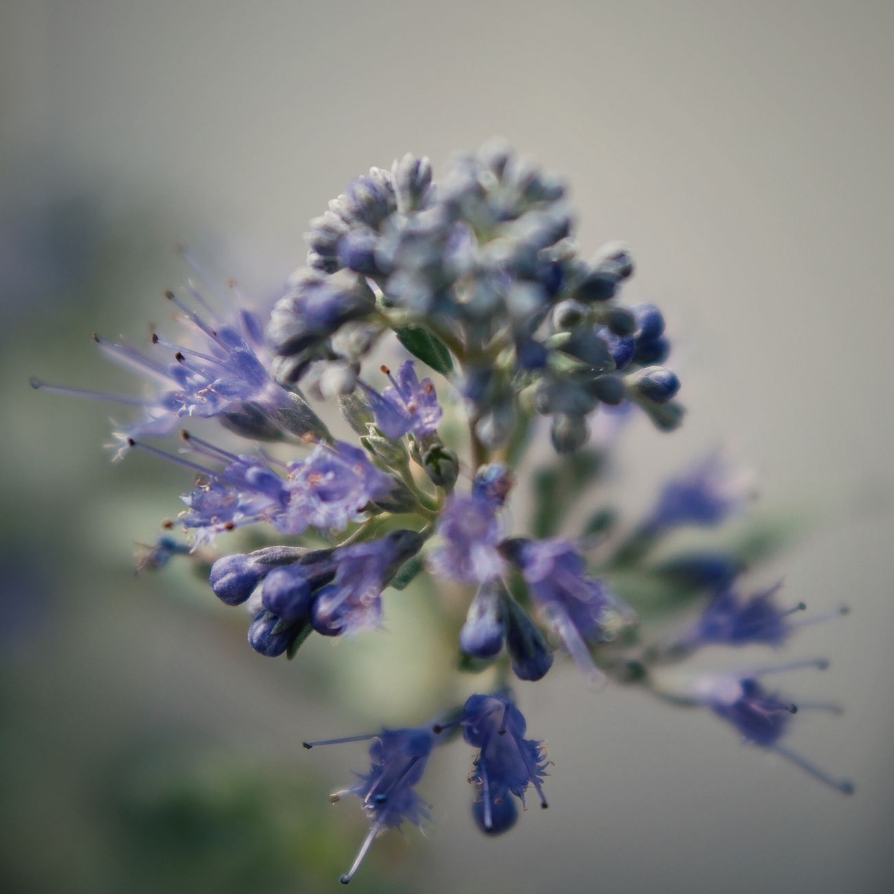 Designing Sensory and Healing Gardens