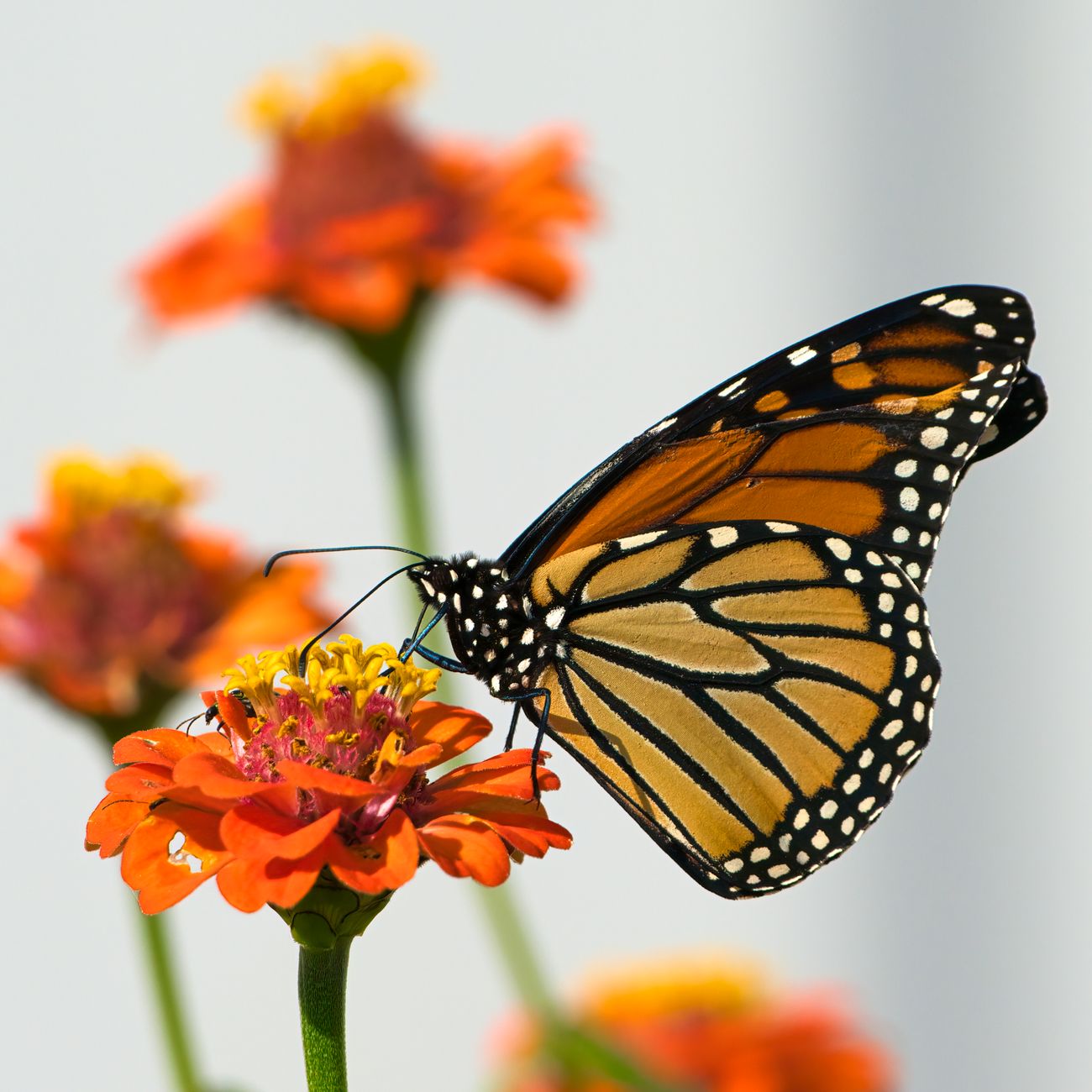 Evaluating and Measuring the Impact of Therapeutic Gardens