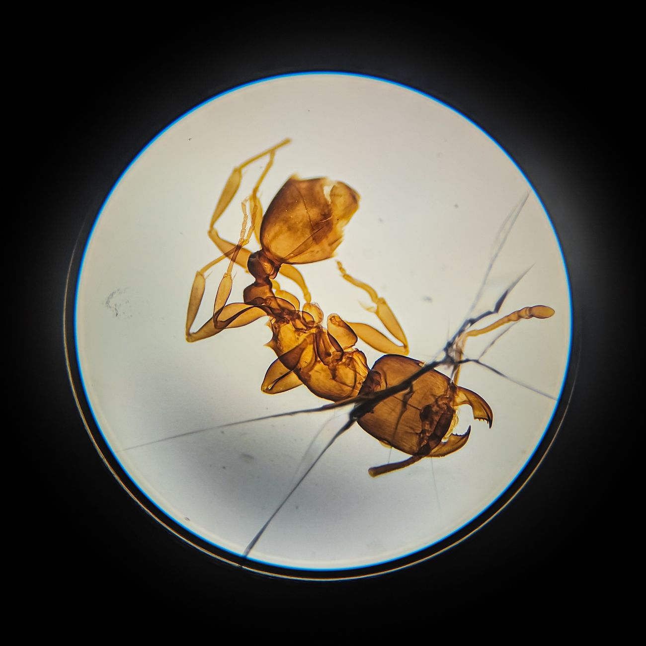 Pre-Analytical Variables in Specimen Collection