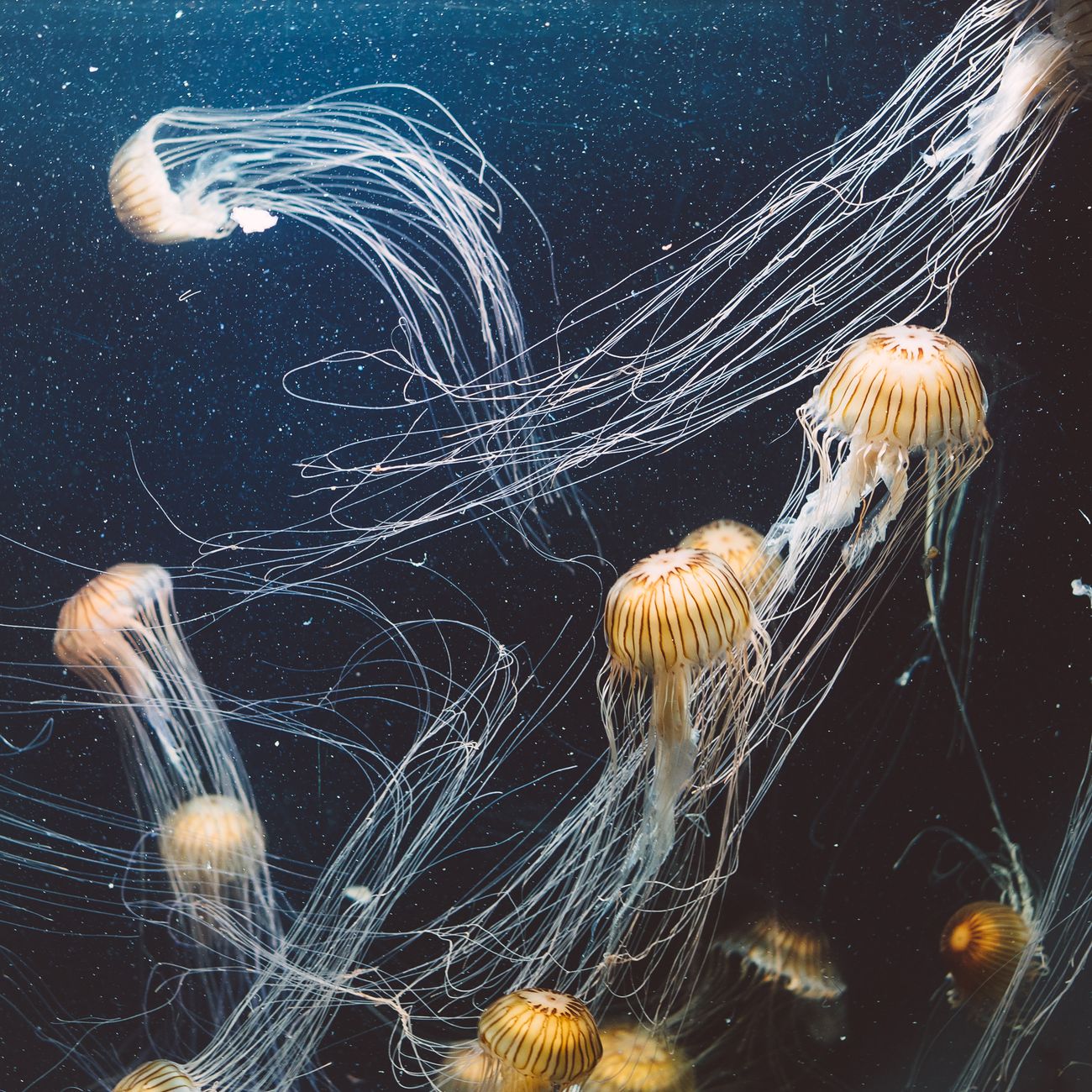 Toxicokinetics and Bioaccumulation