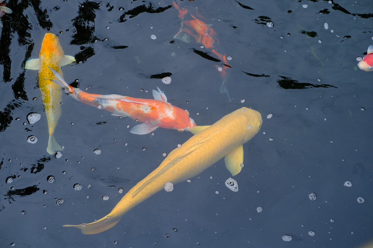 Common Diseases in Aquatic Species