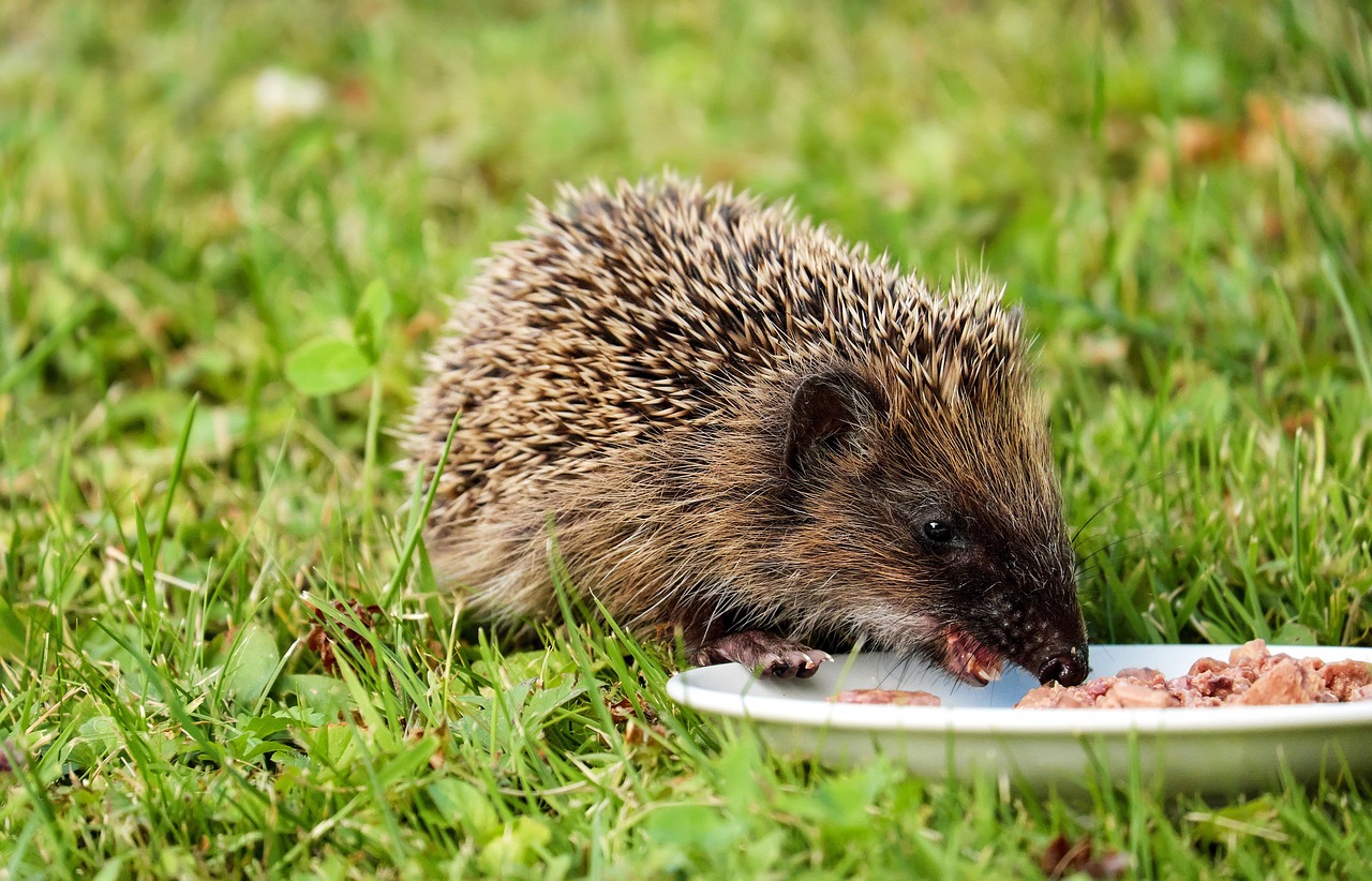 Emotional Eating and Coping Strategies