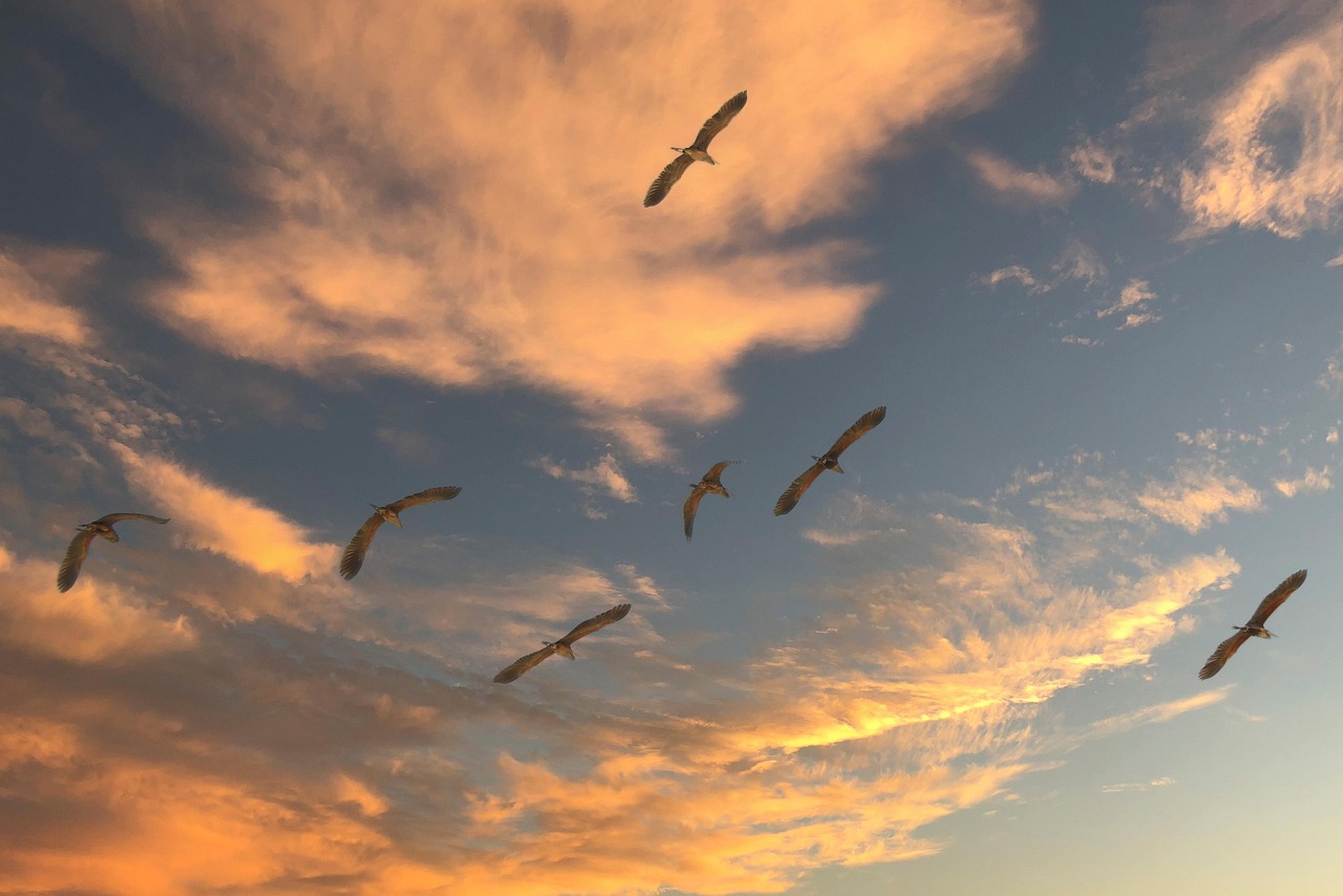 Data Migration in SAP