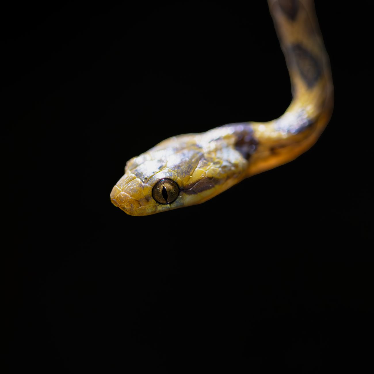 Snake Enclosure Design and Maintenance