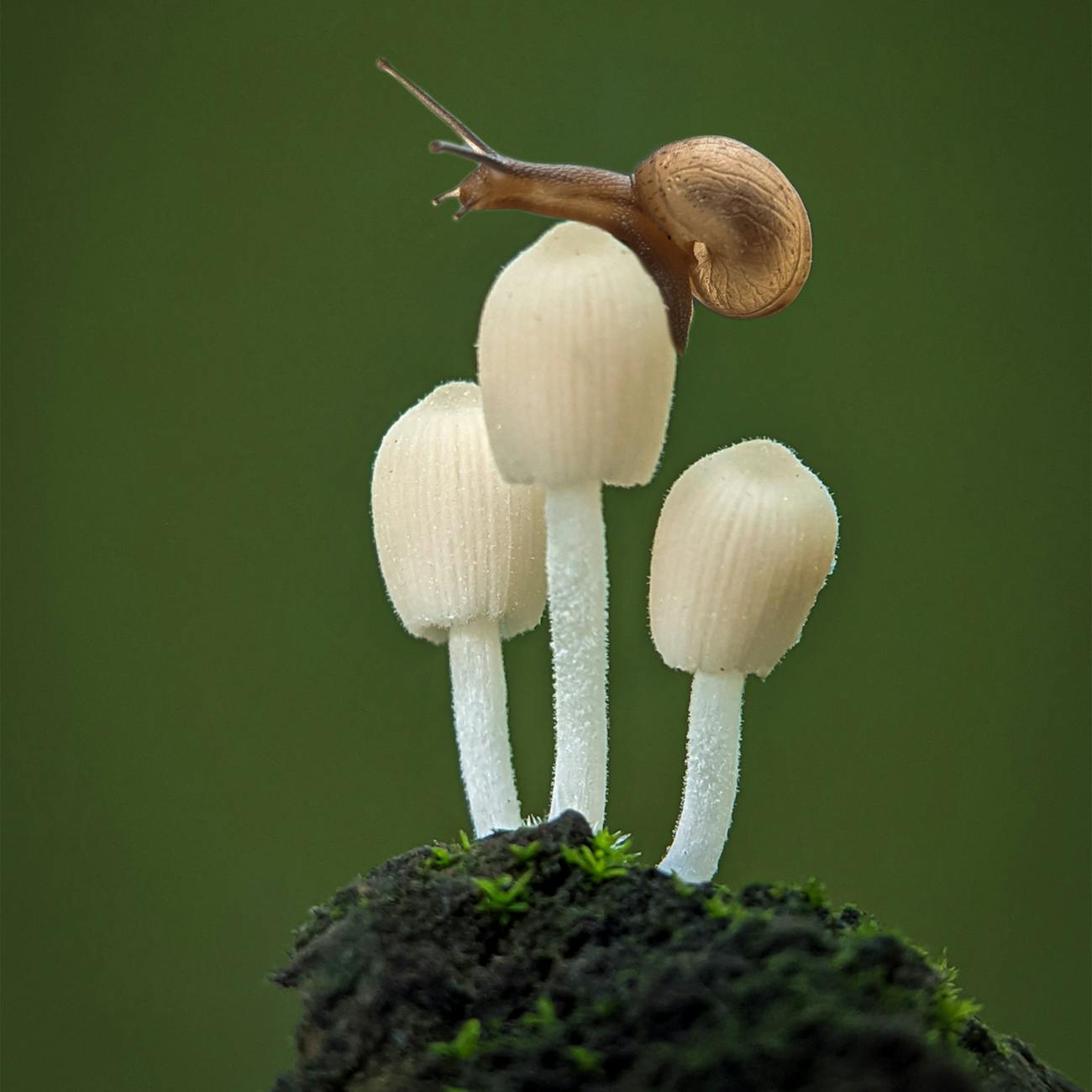 Fungal Biology and Ecology