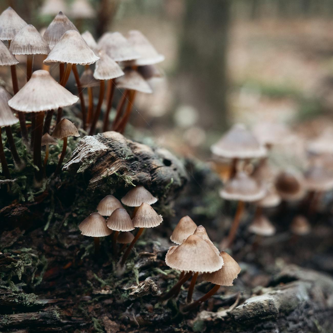 Fungi Identification and Harvesting