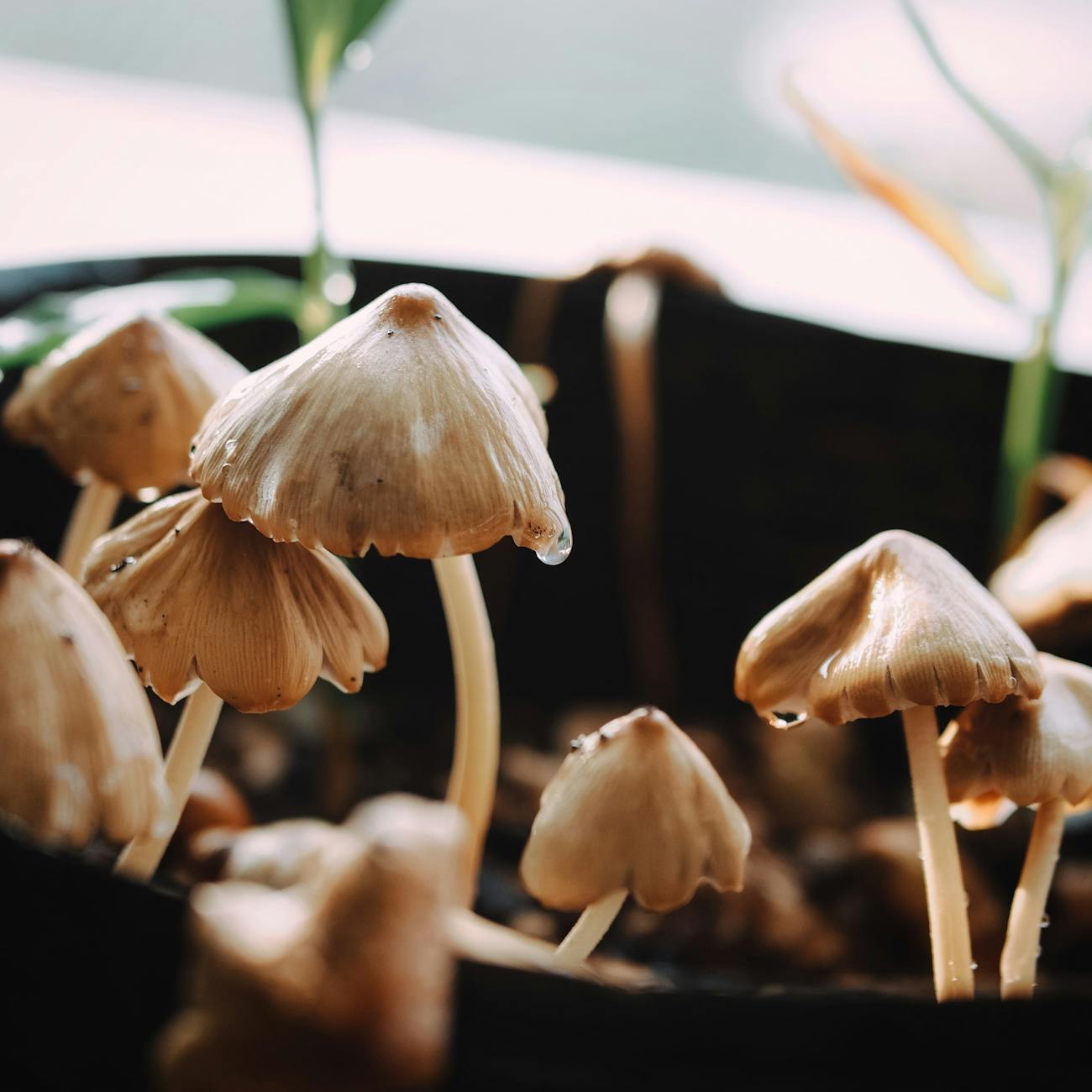 Fungi Extraction Methods