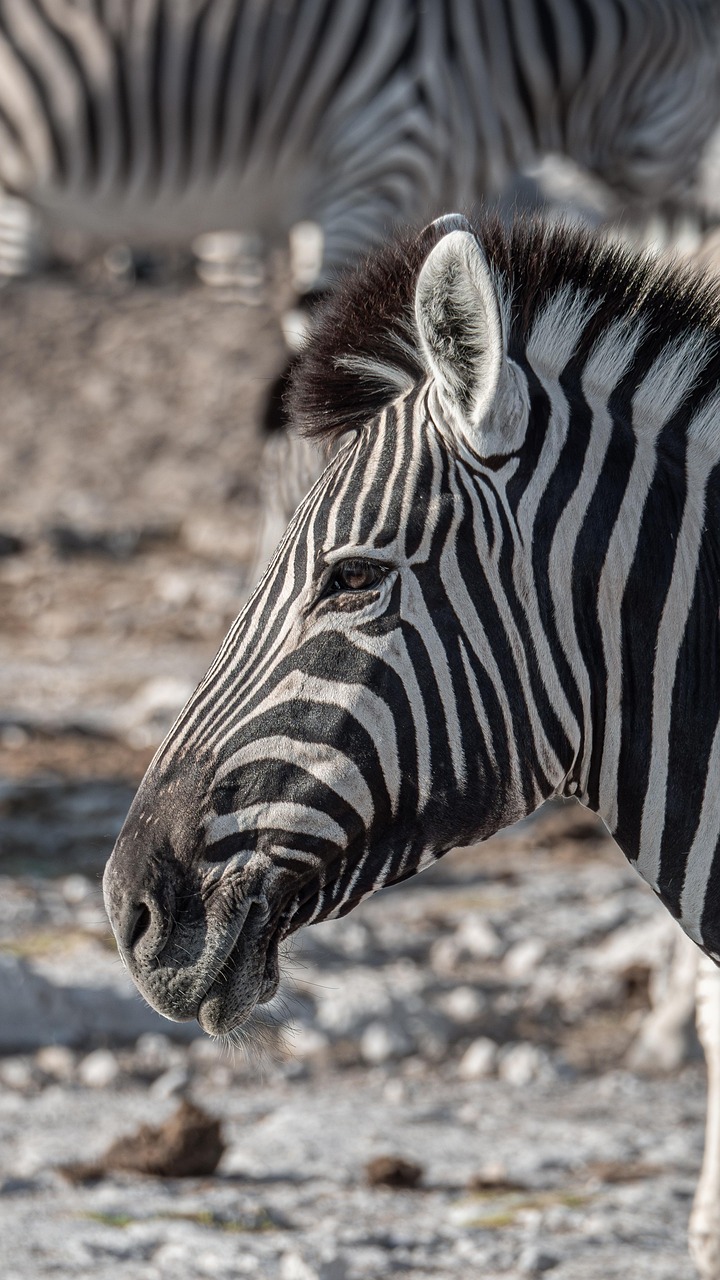 Biodiversity Conservation in Music Enterprises