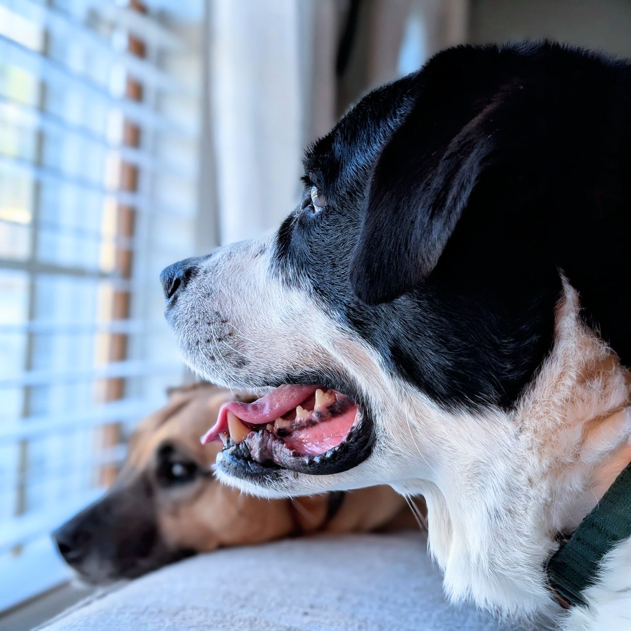 Predictive Analytics in Veterinary Care