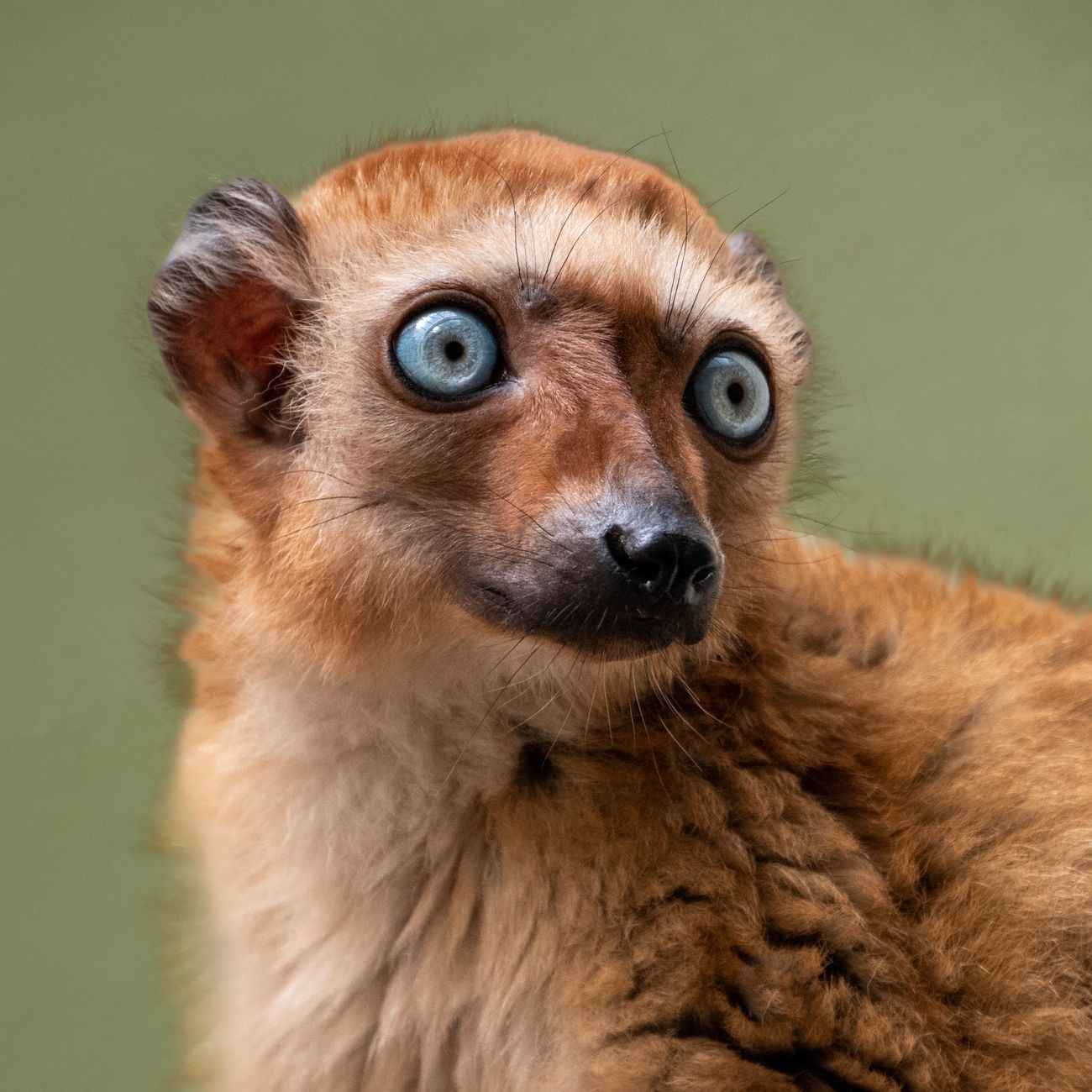 Exotic Animal Radiographic Techniques
