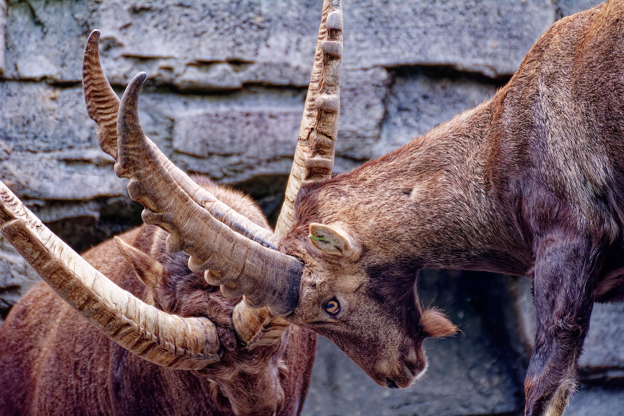 Animal Behavior and Communication in Therapy Settings
