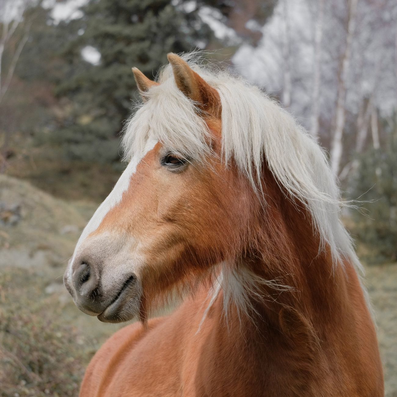 Large Animal Neurological Assessment