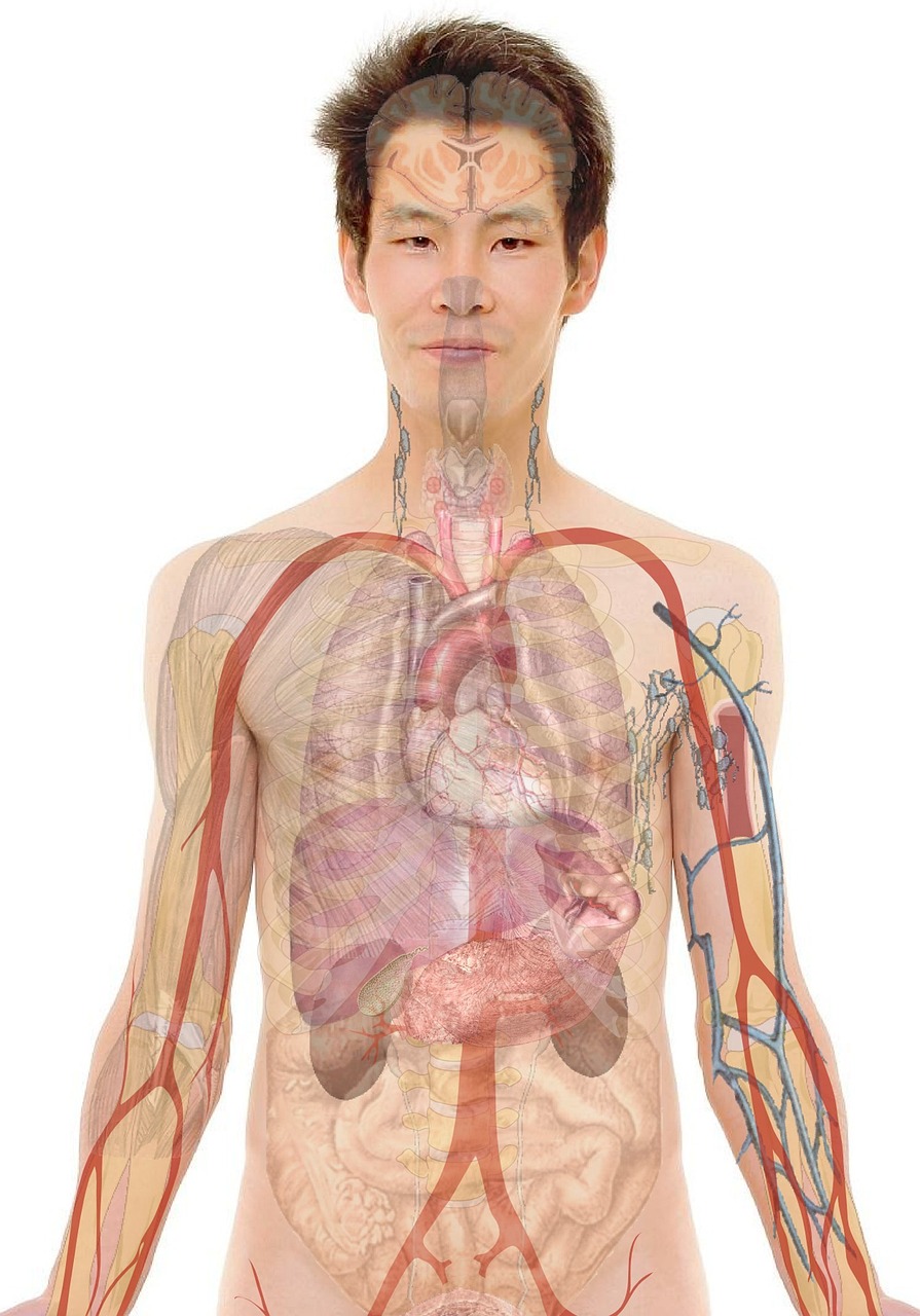 The Cardiovascular System in Functional Medicine