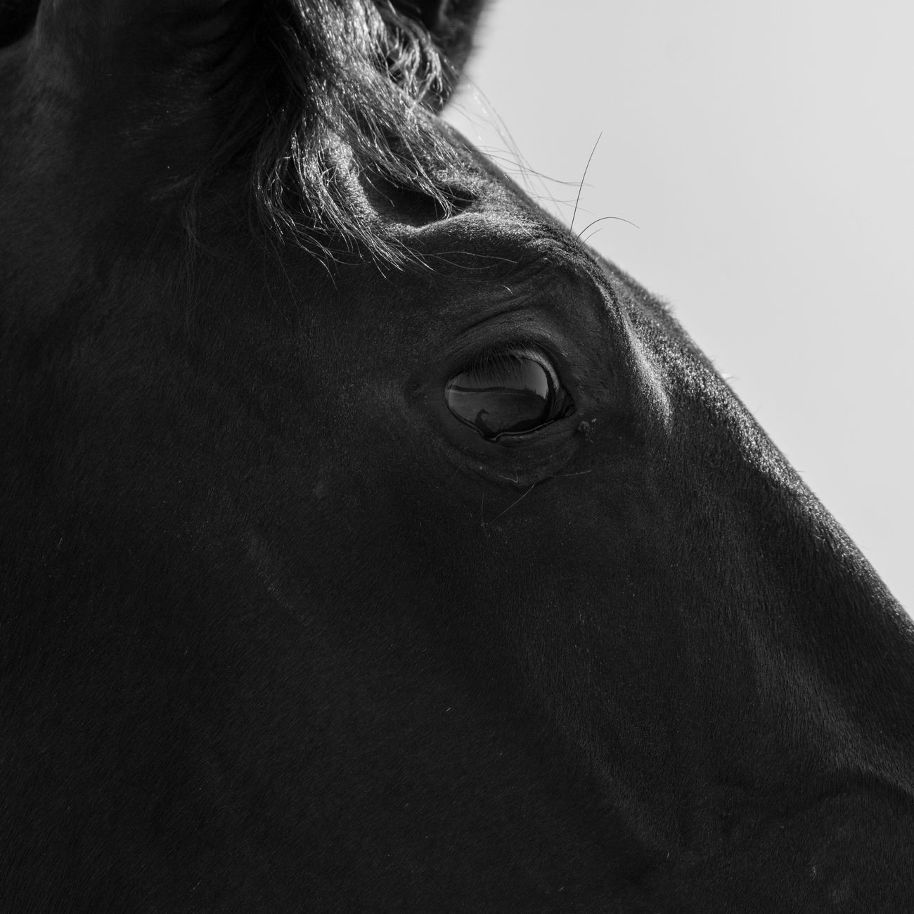 Meditation Techniques for Equine Therapy