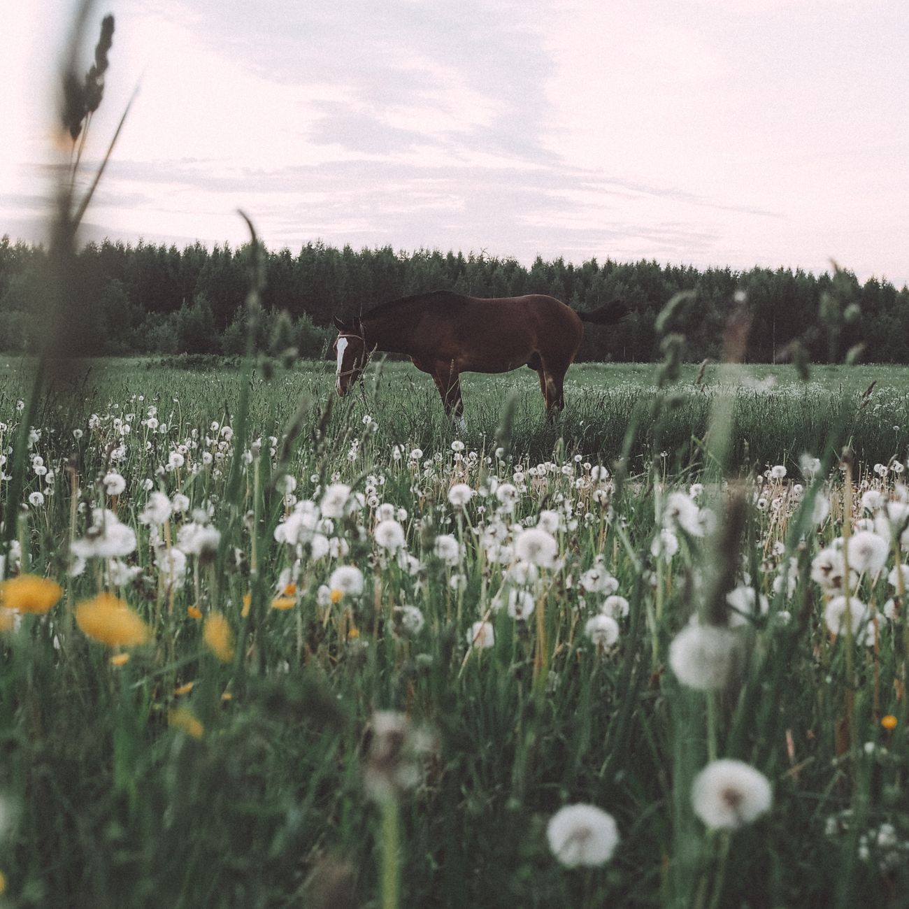 Equine-Assisted Mindfulness Practices
