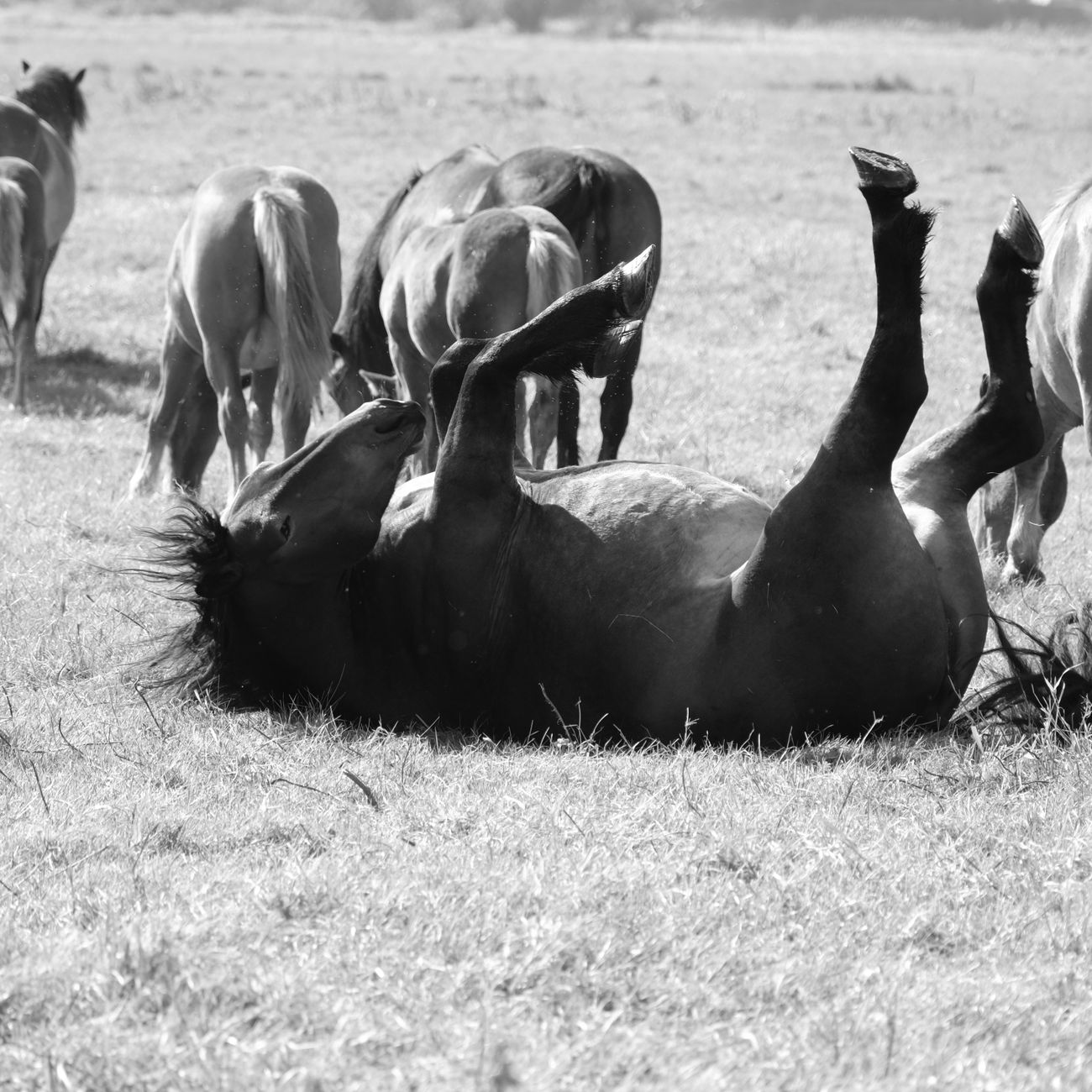 Developing Client Relationships in Equine Therapy