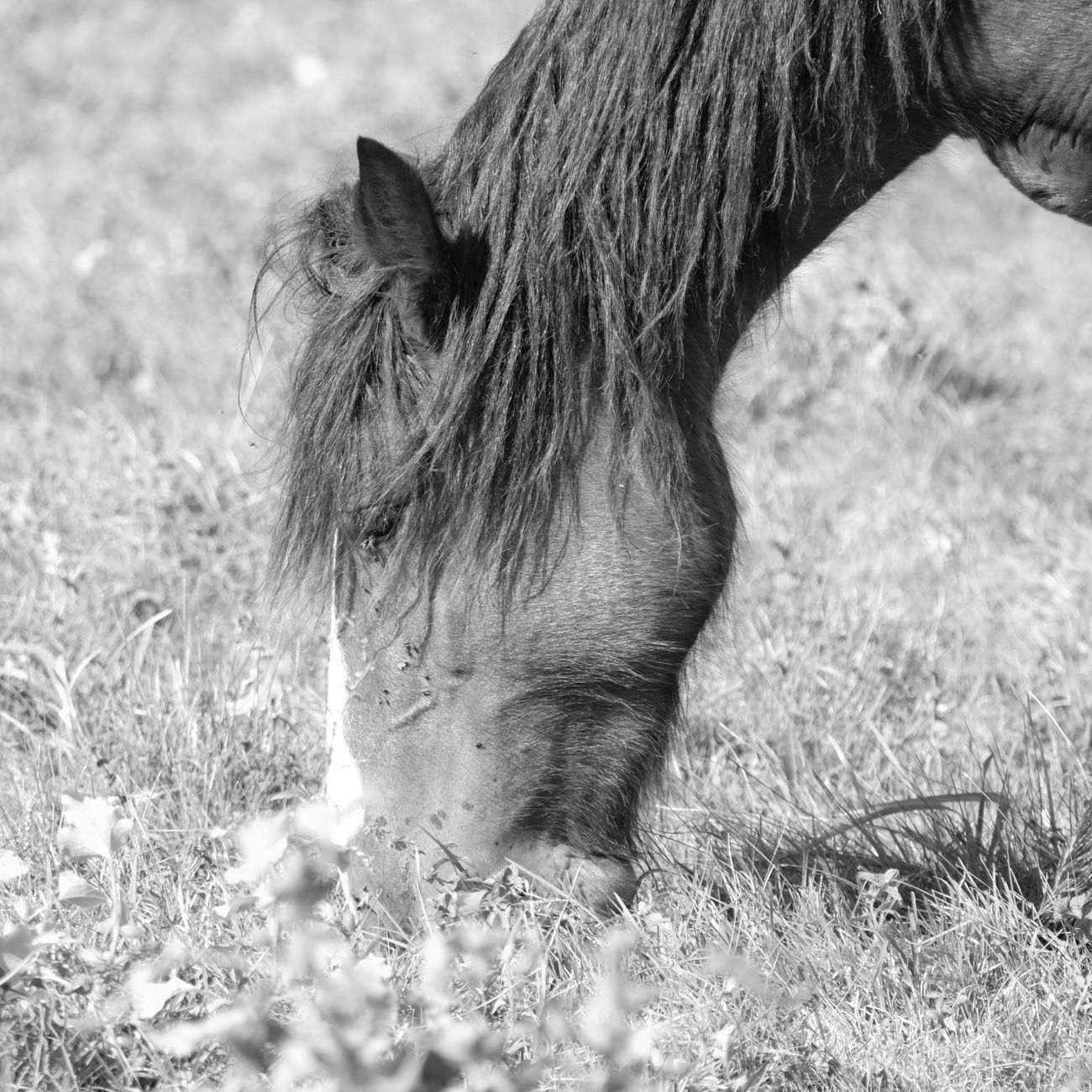 Assessment and Evaluation in Equine Therapy