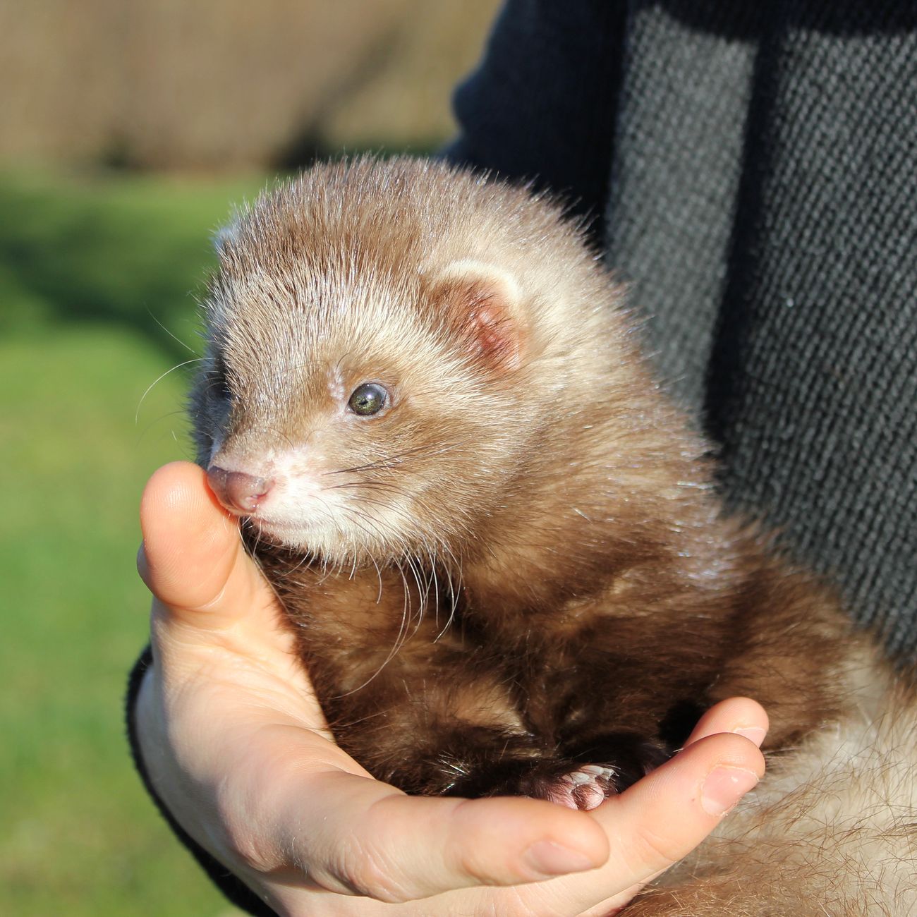 Legislation and Ethics in Exotic Pet Care
