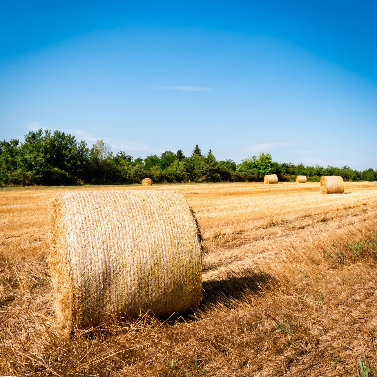 Understanding Farm Succession