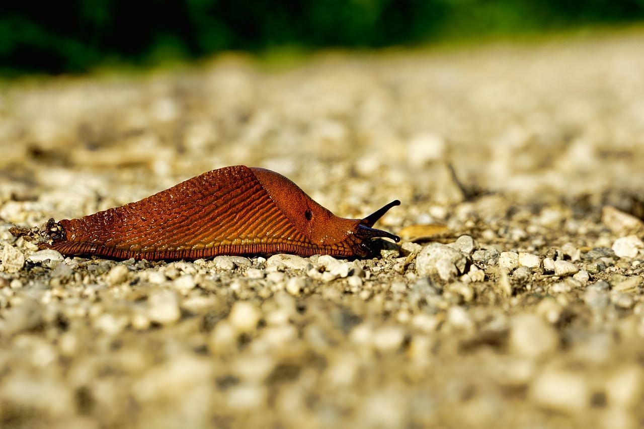 Environmental Considerations in Land Development