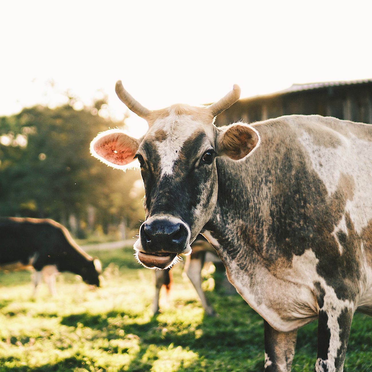 Agribusiness Ethics and Corporate Social Responsibility
