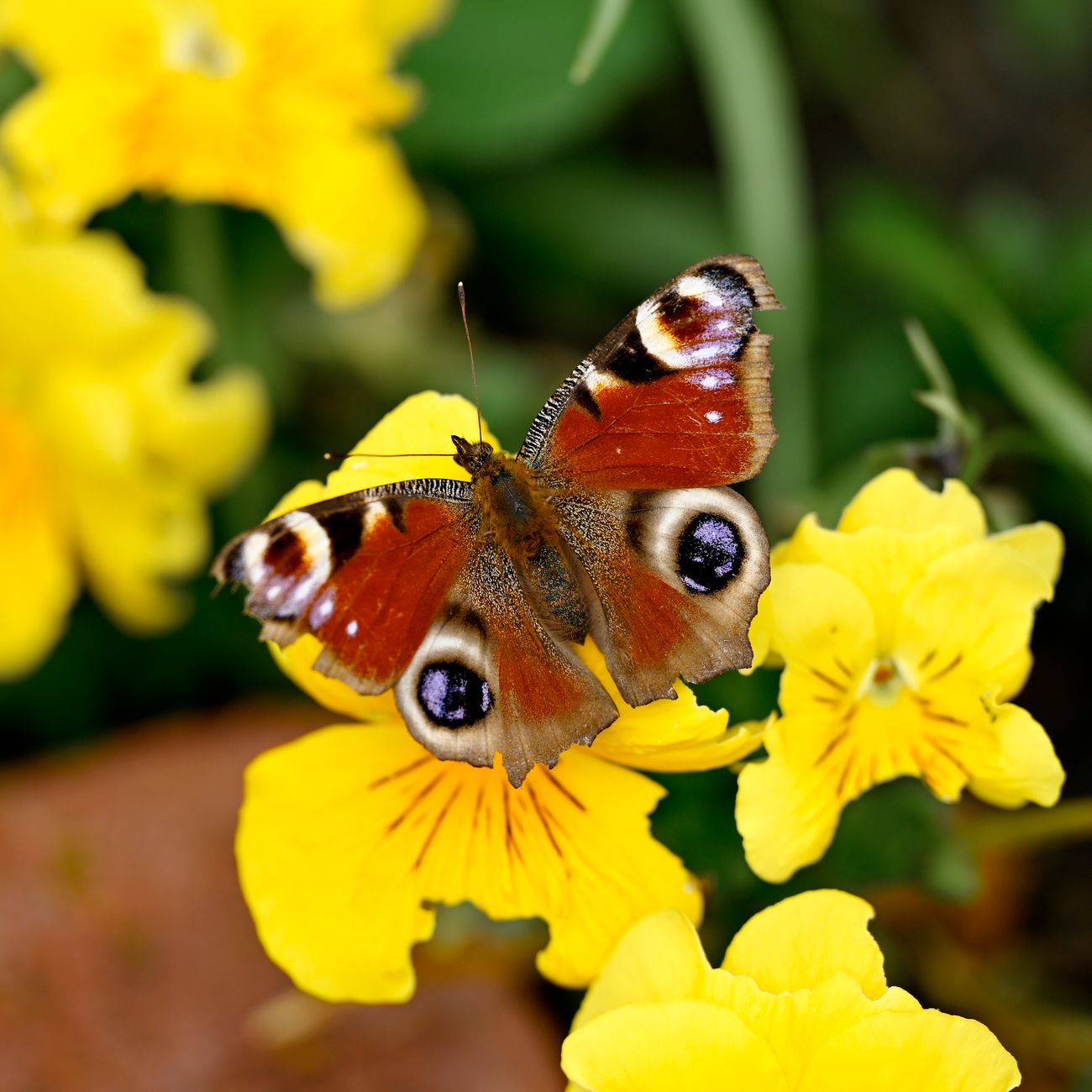 Creating Wildlife Habitats in Sensory Gardens