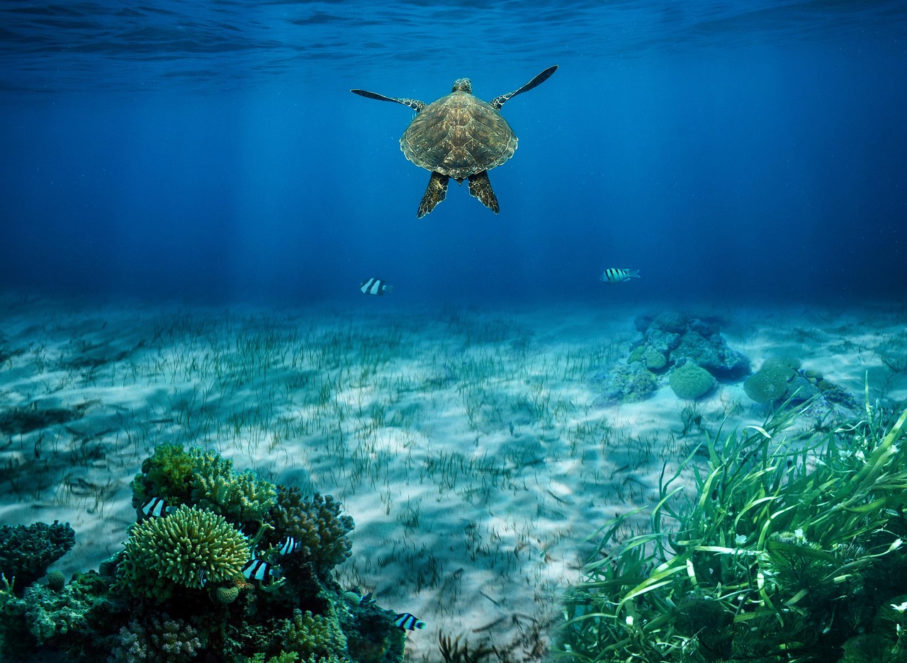 Sources of Marine Water Pollution
