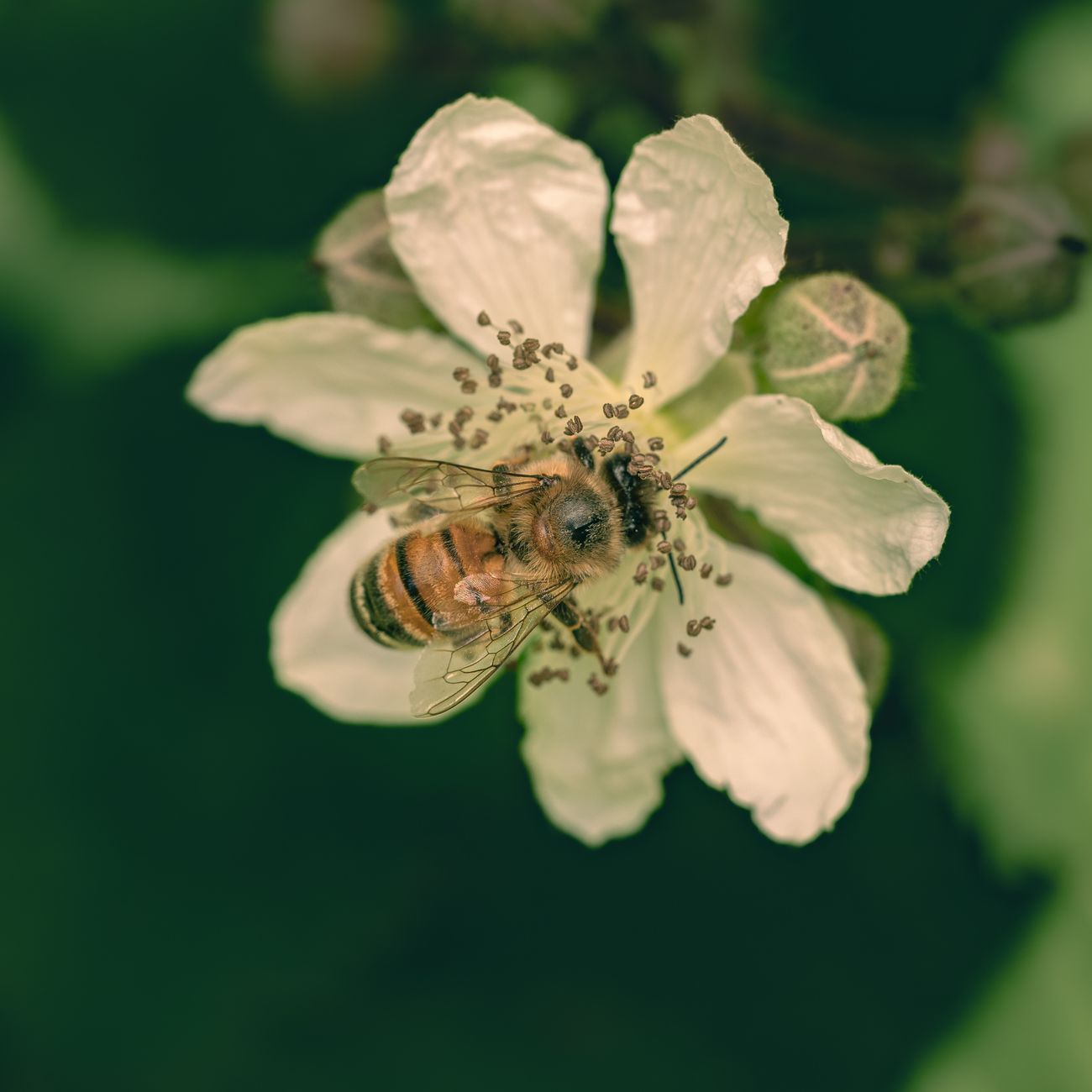 Nature Conservation and Biodiversity