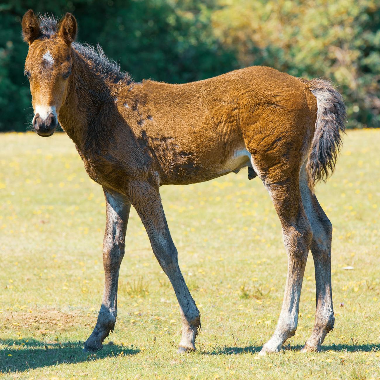Equine Musculoskeletal System