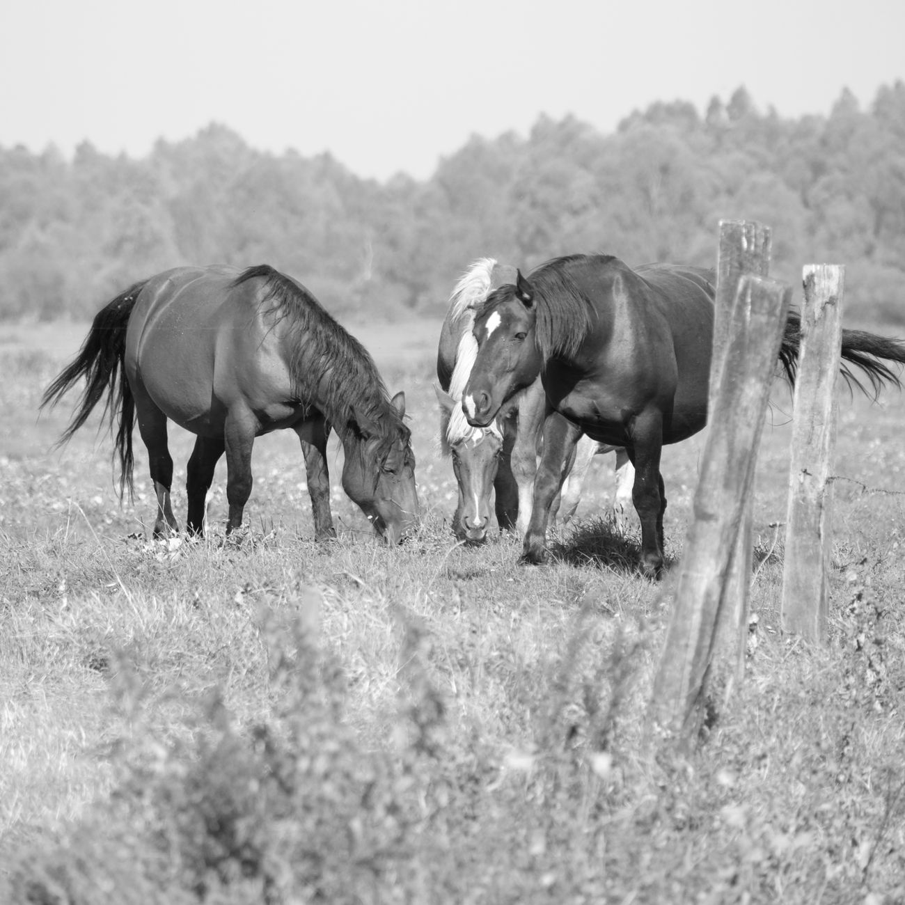 Equine Lameness Assessment