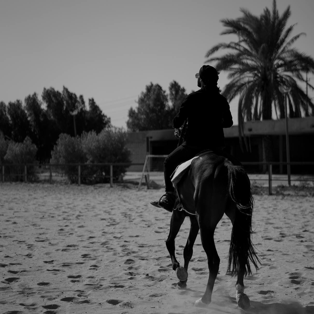 Equine Sports Medicine