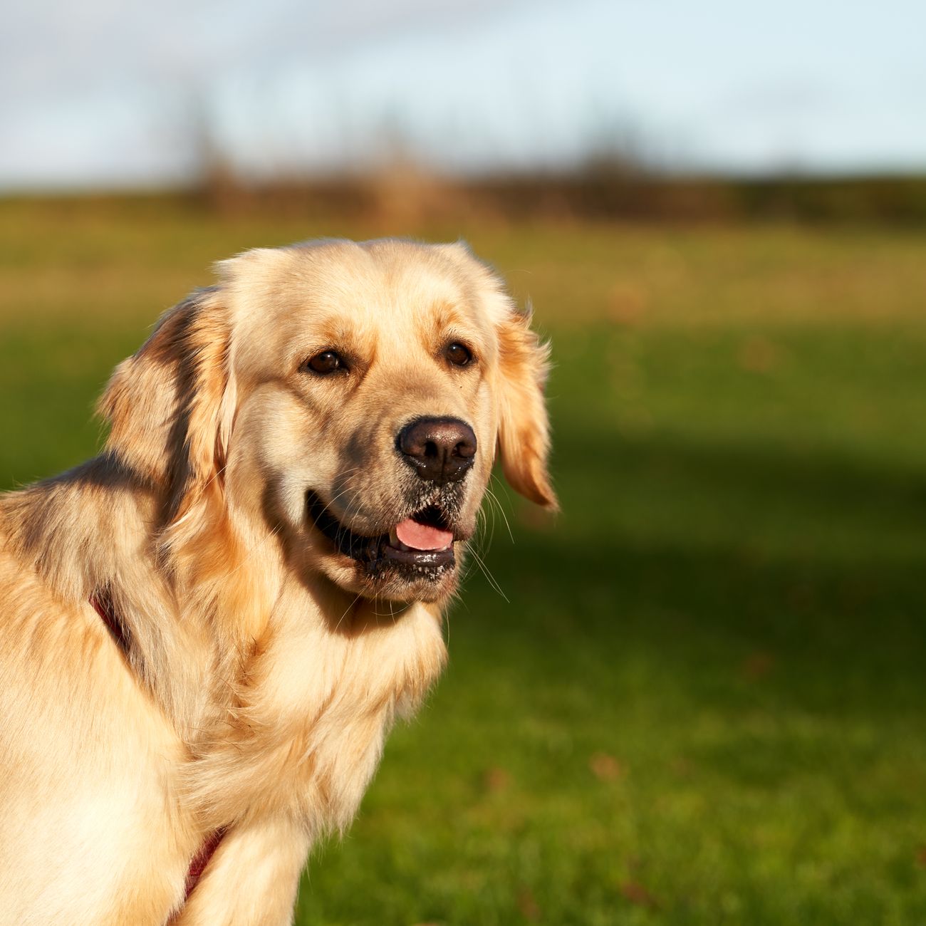* Special Dietary Considerations for Canines