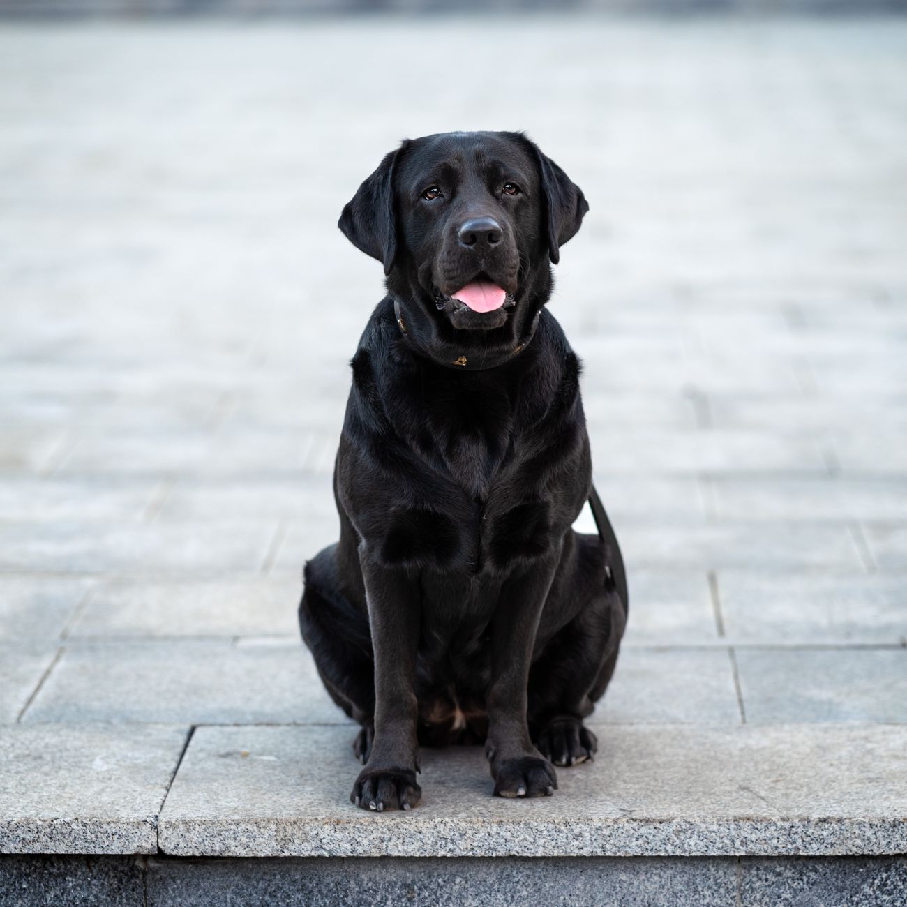 * Evaluating and Choosing Commercial Dog Foods