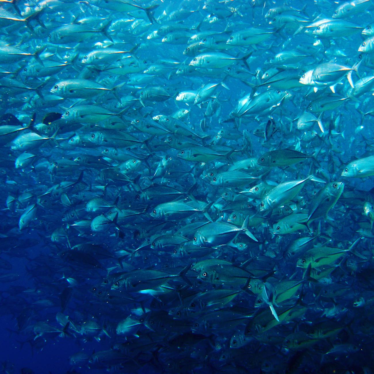 Sustainable Fisheries Management and Policy