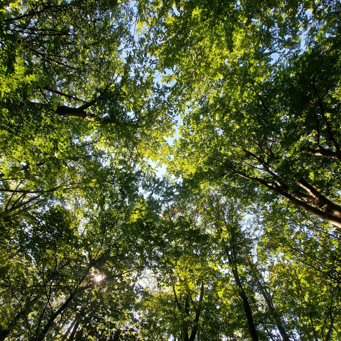 Crafting Effective Environmental Messages