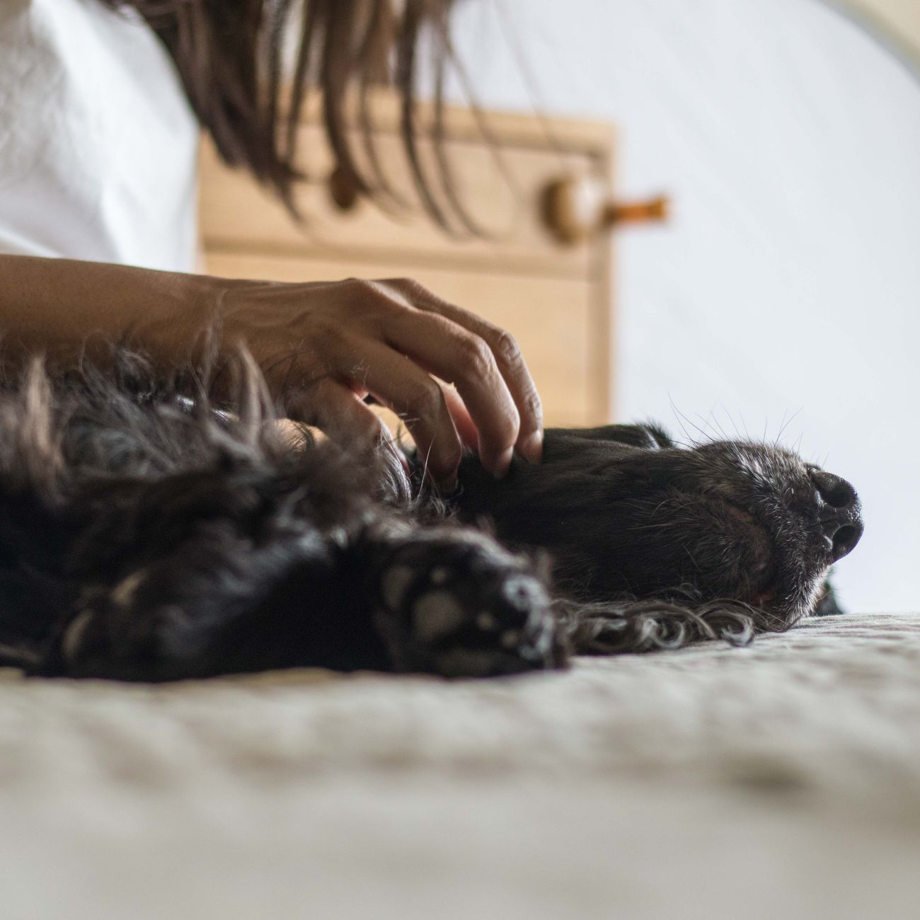 Allergic Reactions In Pets