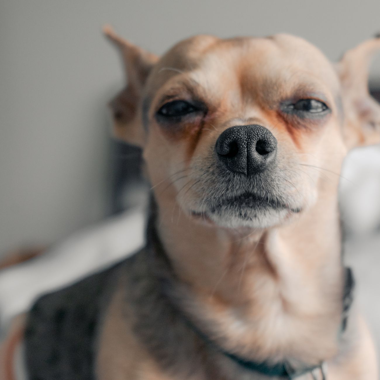 Pet Allergy Management