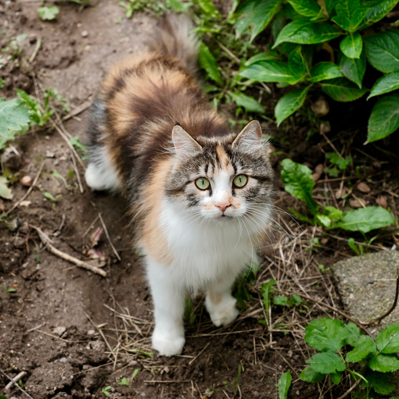 Common Pet Allergens