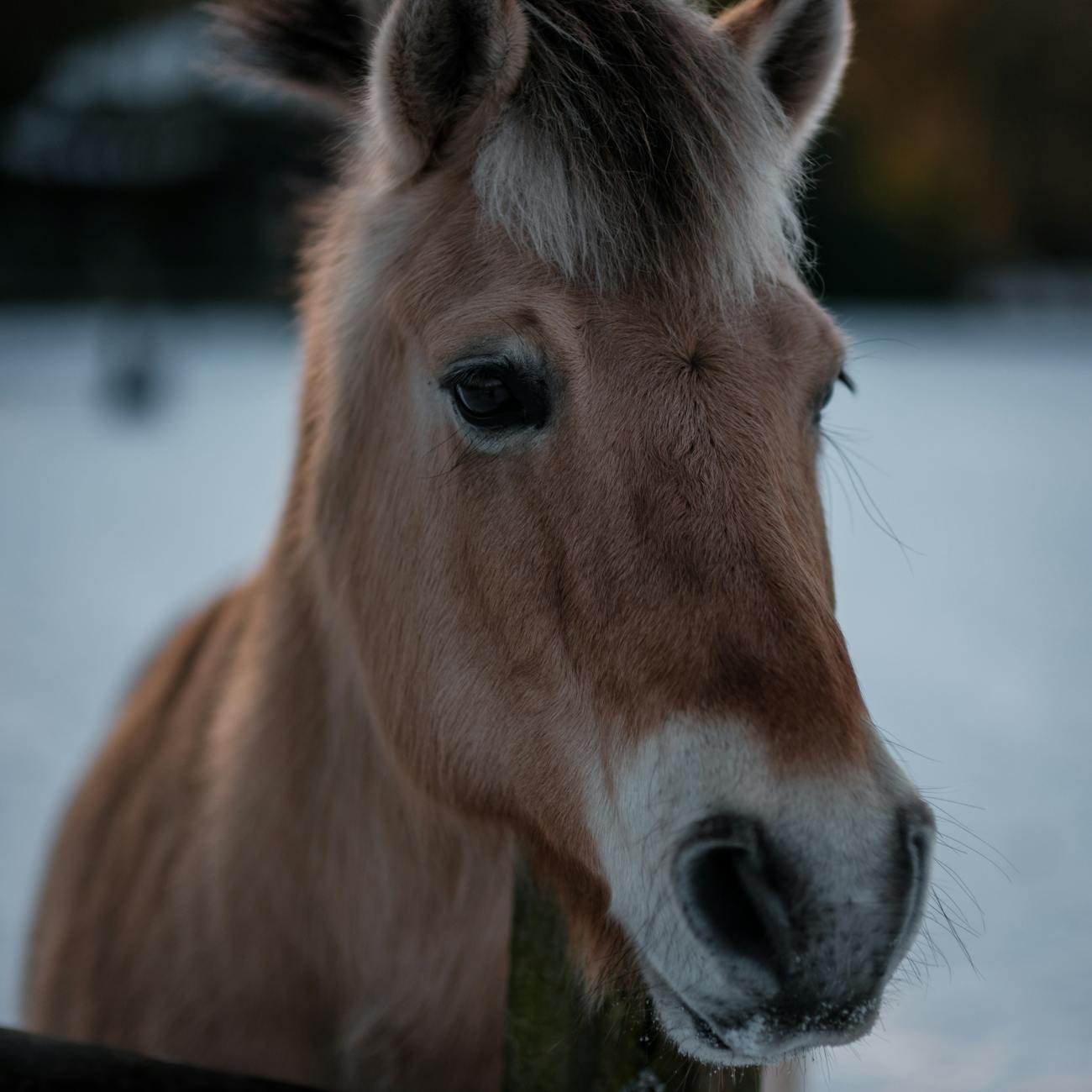 Benefits of Equine Therapy for Individuals with Autism