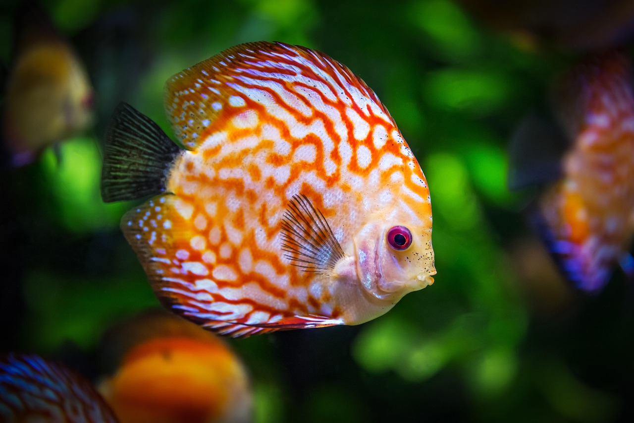 Advanced Assessment and Evaluation Techniques in Aquatic Therapy